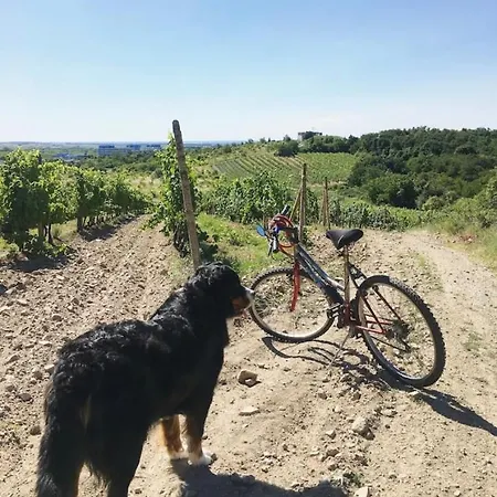 Cozy In Wine Town - Privatunterkunft Modra