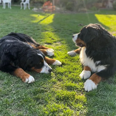 Cozy In Wine Town - Privatunterkunft Modra